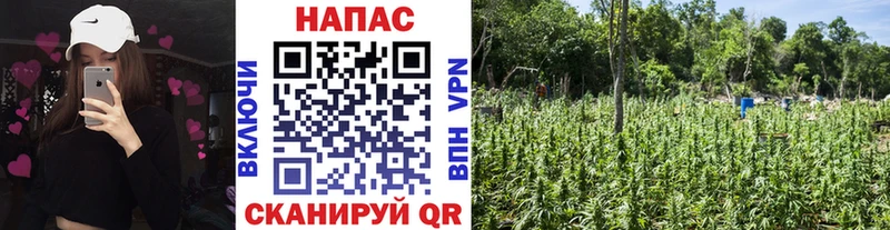 Купить где Льгов Шишки марихуана сатива